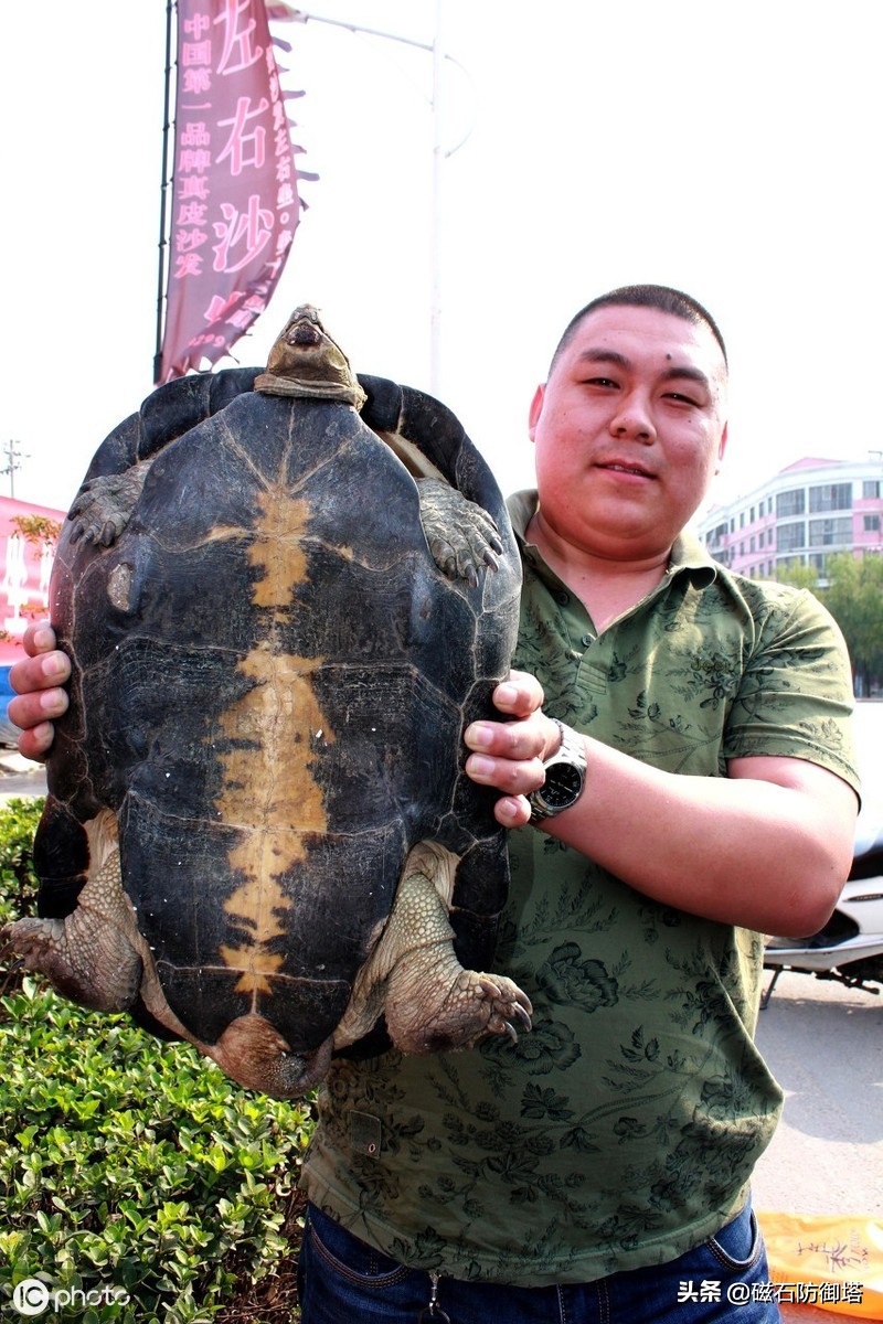 “神龟虽寿，犹有竟时”，龟为何长寿，却又濒危，漫谈龟之寿