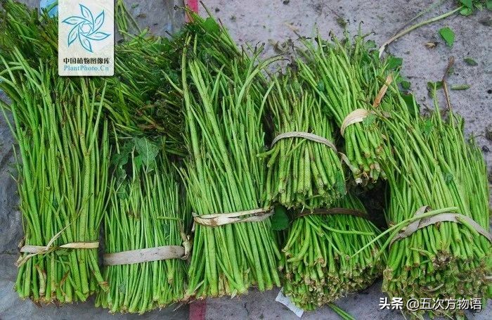 云南野菜刺五加是热的还是凉的,云南味道和刺五加类似的野菜