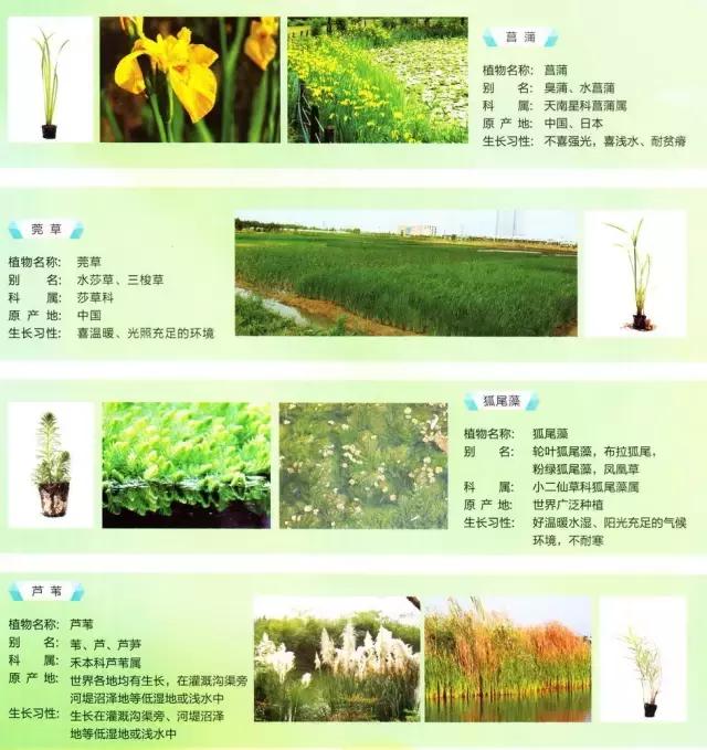 养鱼池净化水质的设备详细过程,养鱼池水质净化设备