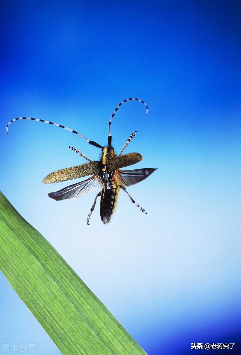 童年里的玩虫记忆2：看过天牛“钓鱼”比赛吗？