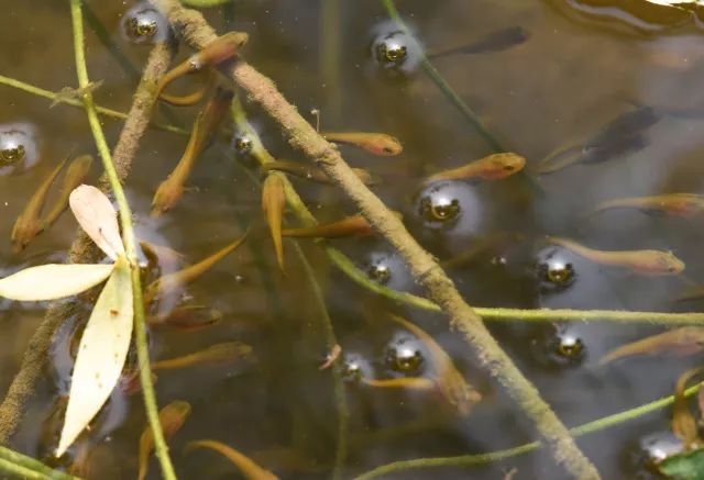 黑鱼基本都在哪,关于黑鱼的深度解析