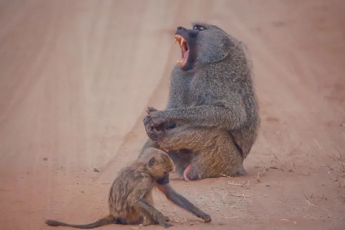 坦桑尼亚之旅,坦桑尼亚东非草原
