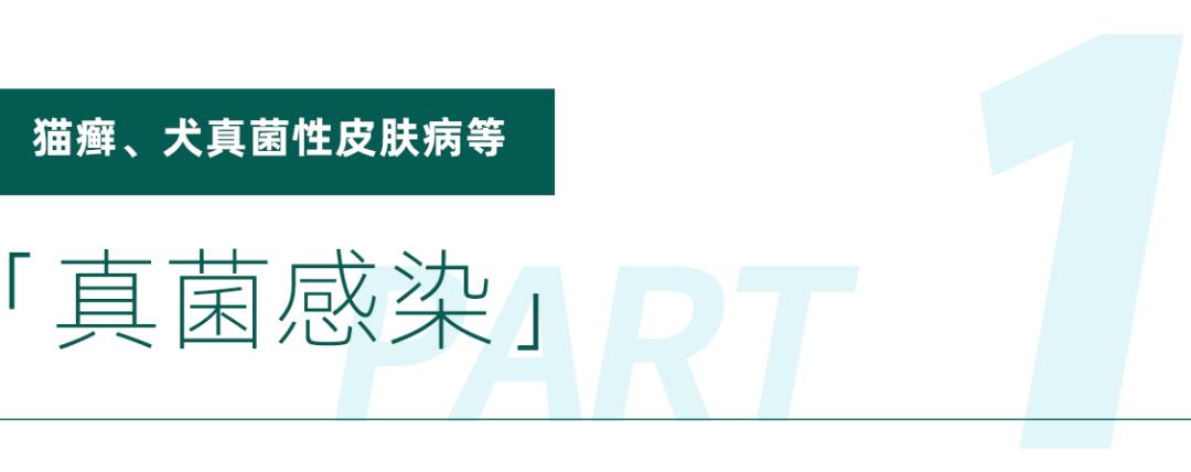 梅雨季节狗狗皮肤病怎么办,梅雨季猫癣症状