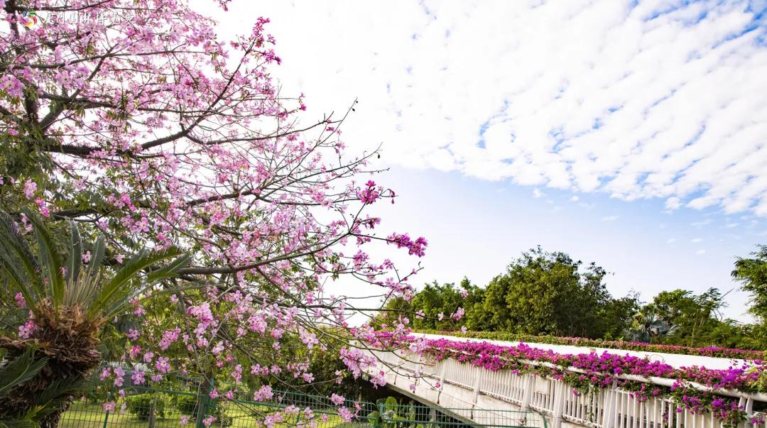 厦门最近哪里的花海最好看,江岭向日葵花海美成童话