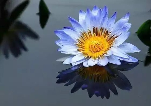 世界十大罕见花卉,世界名贵花卉高清大图