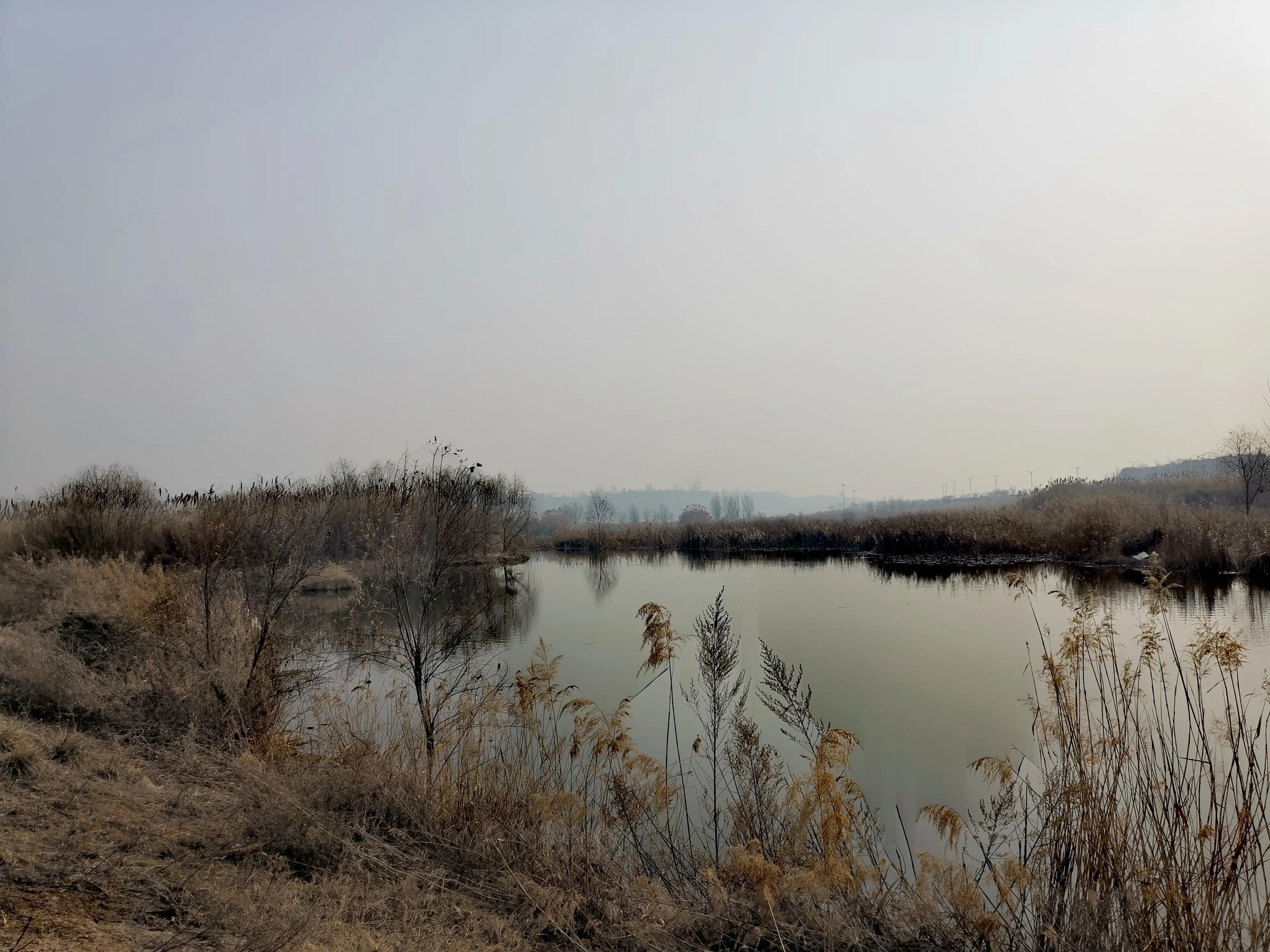 大年初一逛栎阳湖湿地公园，柳色遥看近吐绿，春归石川河！