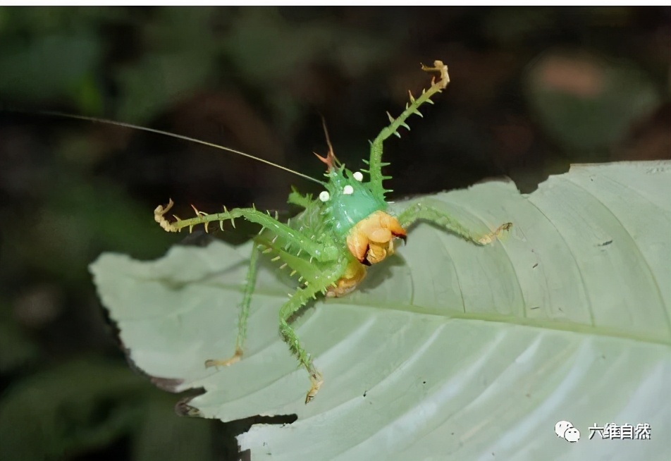 世界上有什么凶猛的昆虫,世界上最可怕最凶猛的昆虫
