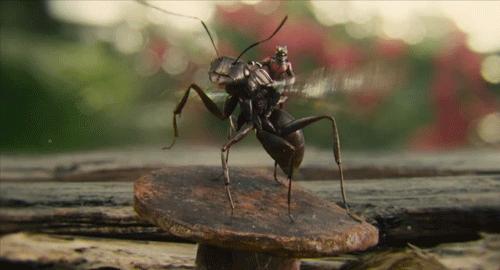 蚂蚁生长需要什么样的食物,蚂蚁都吃什么蔬菜