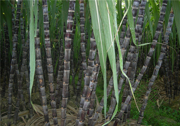 广西2020年黑皮果蔗产量是多少,黑皮甘蔗种植技术和管理技术