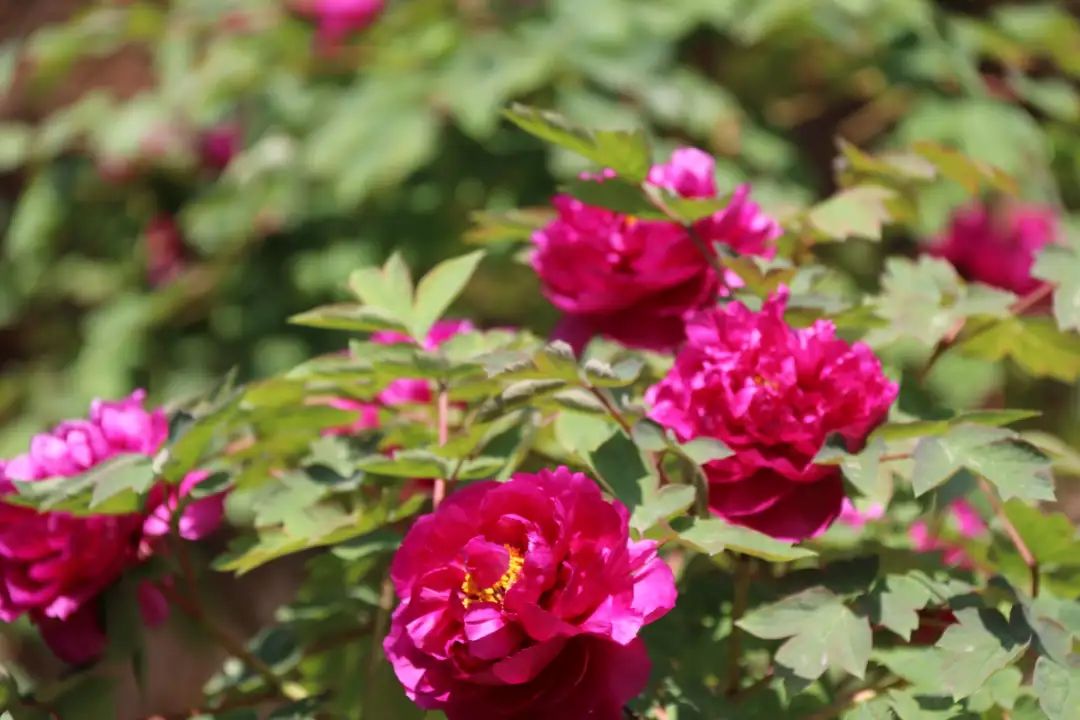 陆游春节的诗,陆游写的关于成都的诗