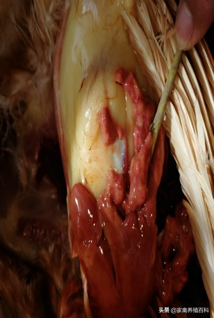 蛋鸡易发病的诊治,蛋鸡霉菌的种类