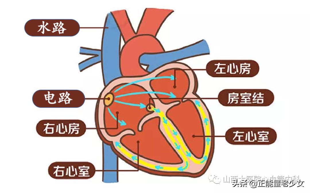 过速性心房颤动,什么是心室颤动