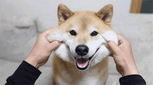 老外说Youareagaydog可千万要淡定啊