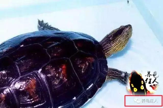 南石龟草龟花龟哪个体型大,草龟花龟珍珠龟哪个更好养