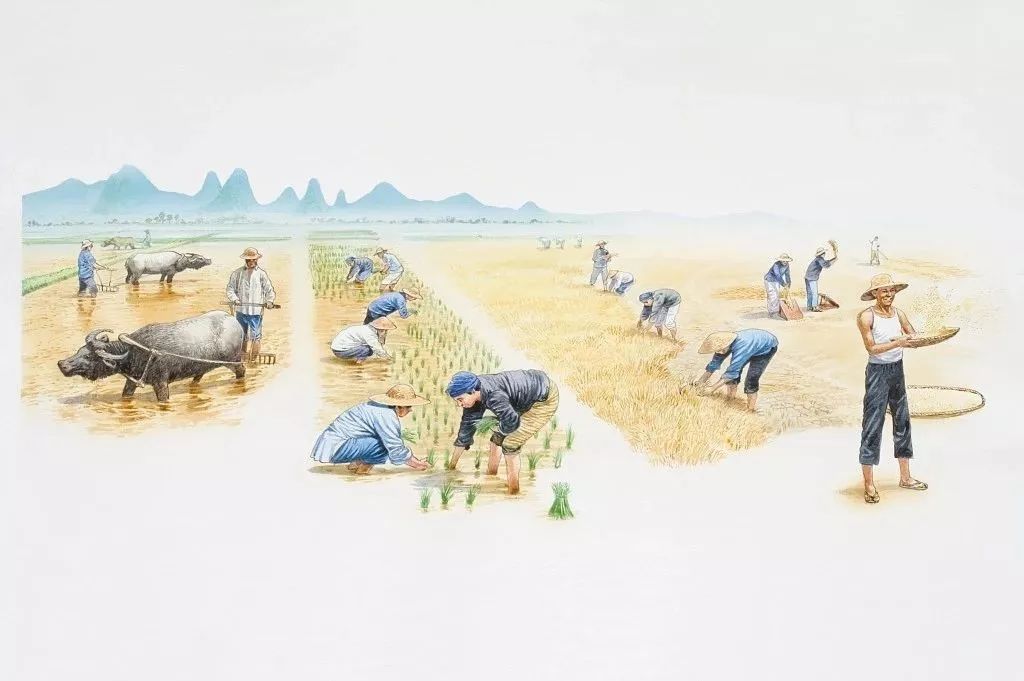 正宗五常大米黄钻稻花香米,大米推荐好吃的五常大米