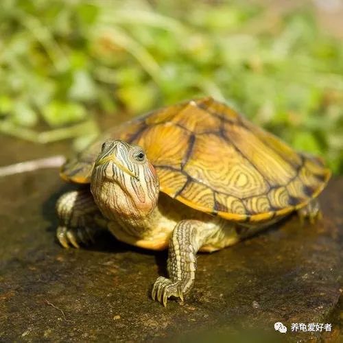 深水养龟优缺点,家庭养龟的正确方法和注意事项