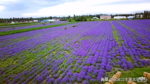 衣草的种植方法步骤图片简介,薰衣草的种植方法和管理过程图片