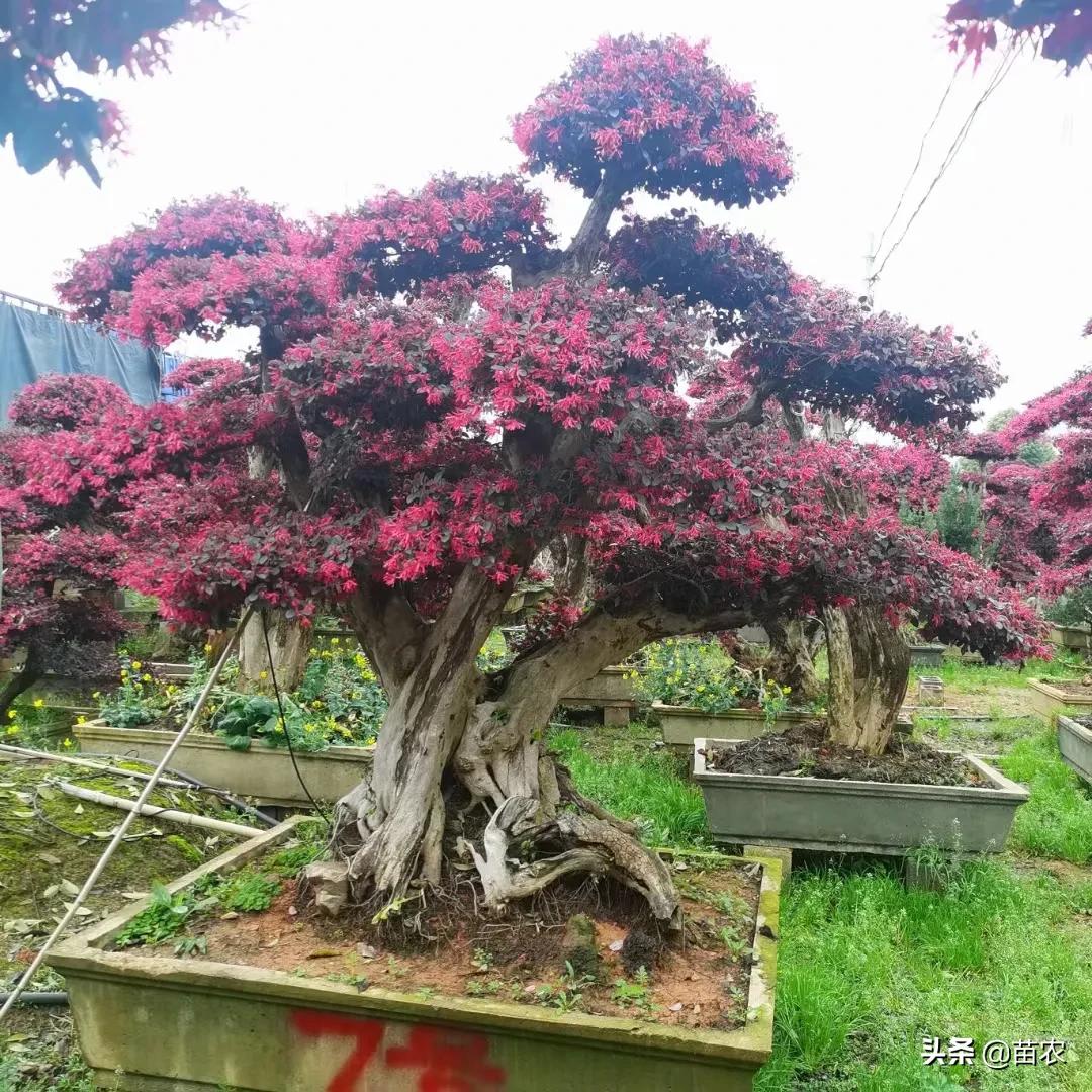 红花檵木桩造型适合庭院别墅,红花檵木老桩怎么选