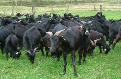 怎样养山羊肉才好吃,如何正确养山羊