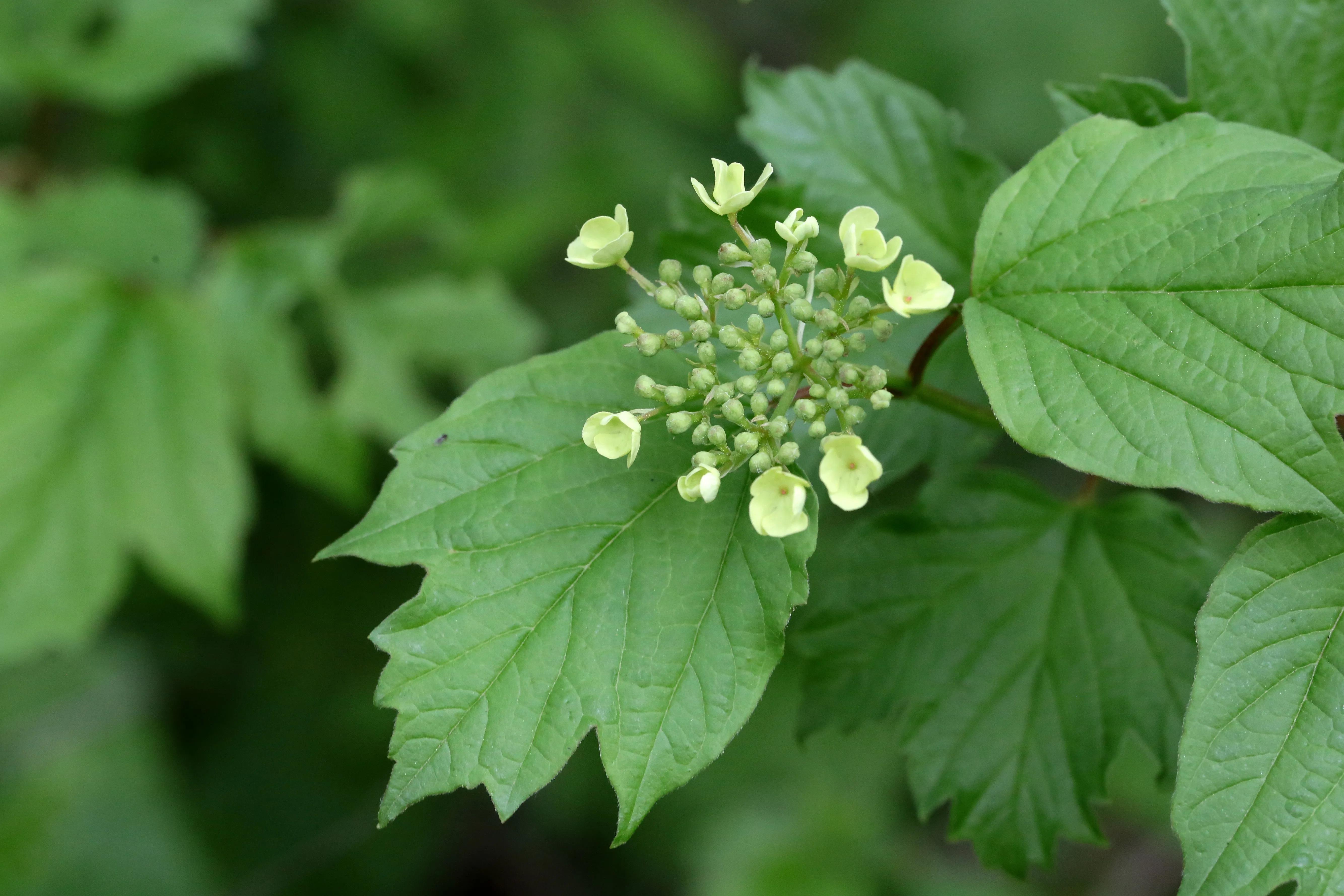 西溪湿地花朝节花草集（2）