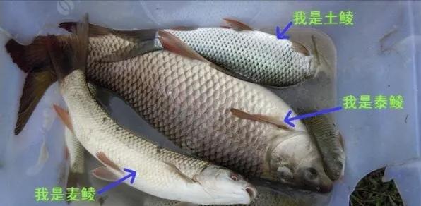 麦鲮为何能称霸两广水域,为什么麦鲮只能在珠江生存