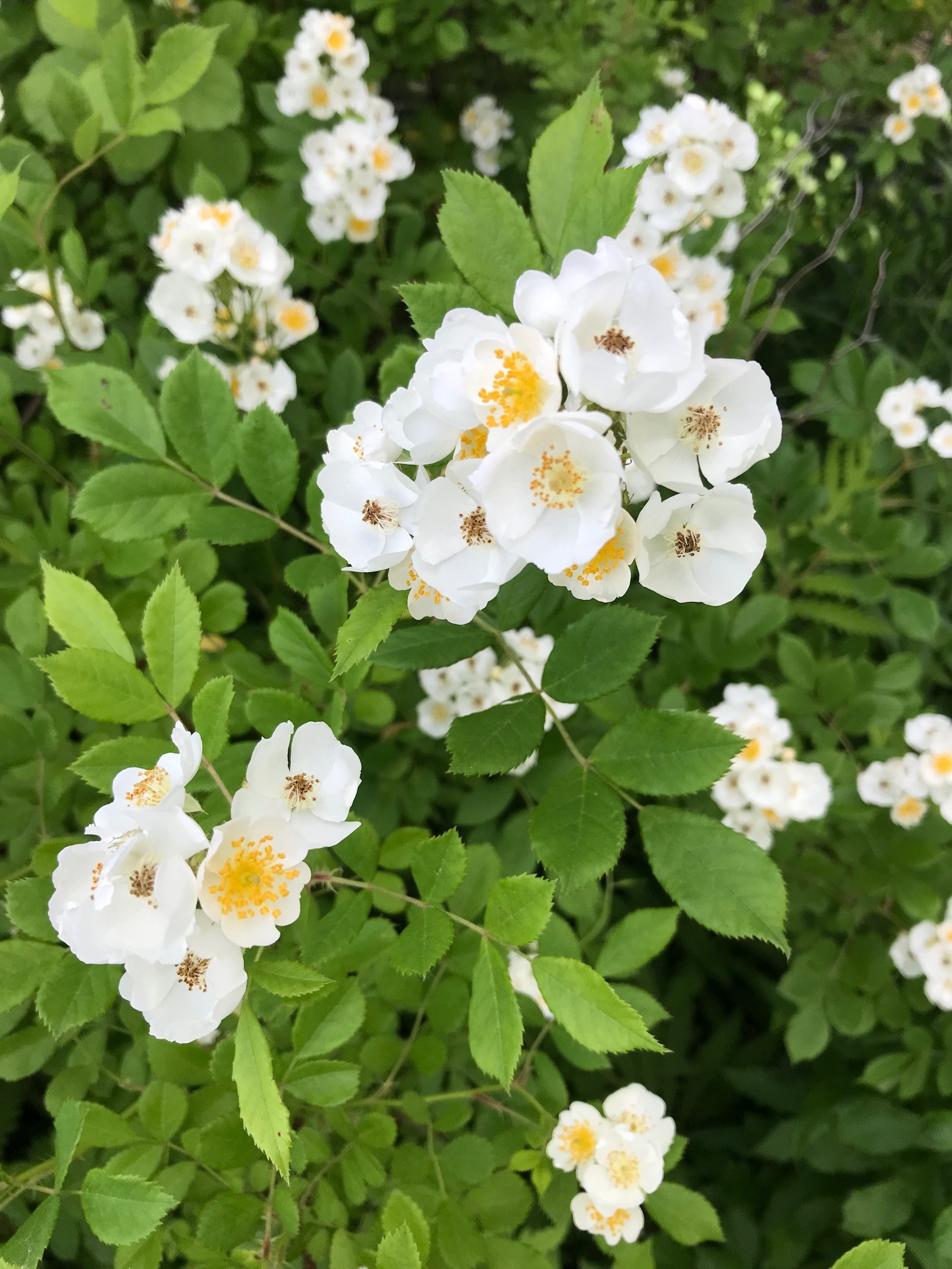 绿山墙的安妮目录概括,绿山墙的安妮全书梗概