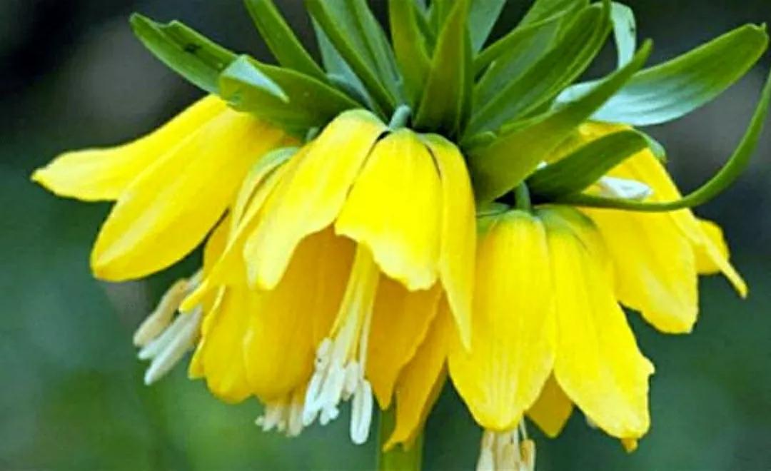 奇葩造型花：头上长草，心中有鬼，白月光。白天不开你非要晚上开