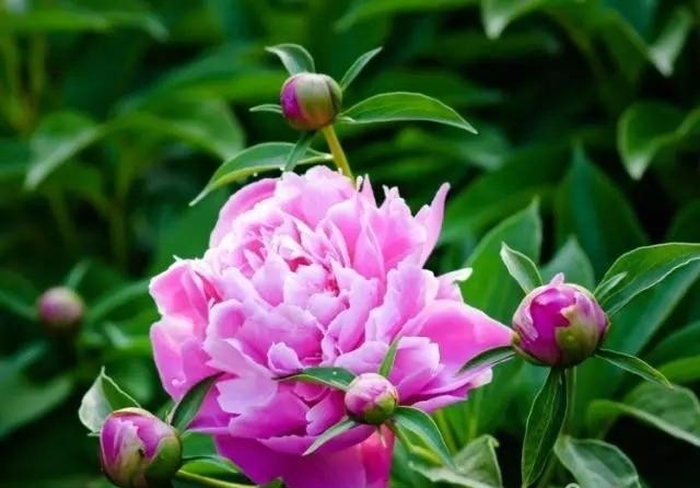 芍药花开季节花香四溢,芍药花开鸟语花香