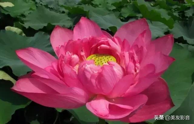 江南可采莲莲叶何田田全诗讲解,有关莲的古诗词大全