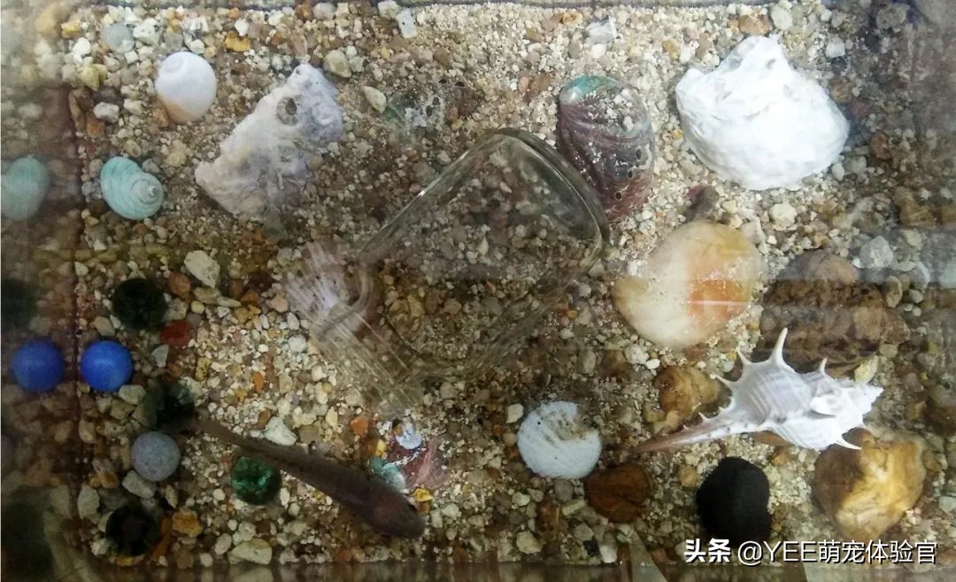 攀鲈爱吃什么东西,攀鲈最喜欢吃啥