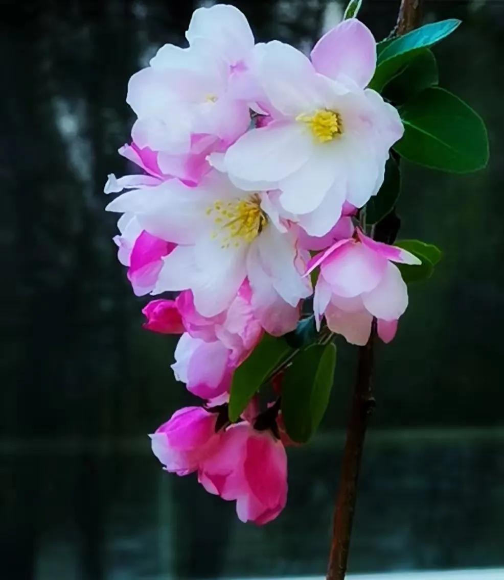 朝阳赏花攻略（建议收藏）