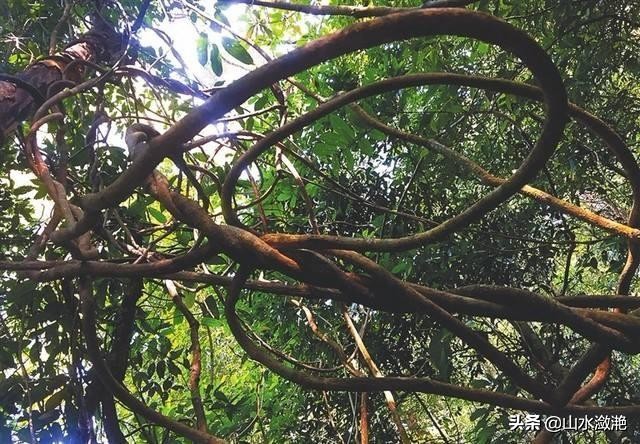 南靖珍稀植物,漳州市南靖县和溪镇乐土原始森林