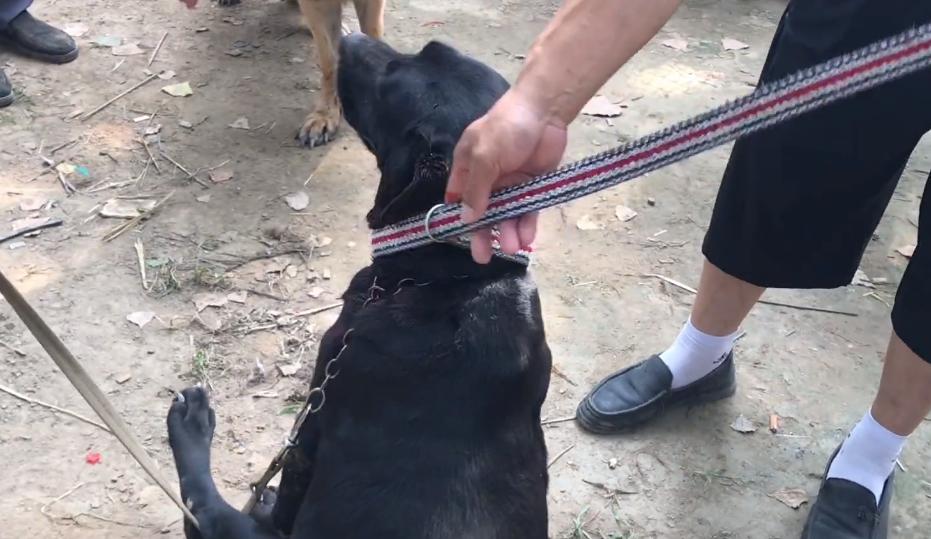 拉布拉多被主人卖给狗贩子,100斤拉布拉多被送到狗市售卖