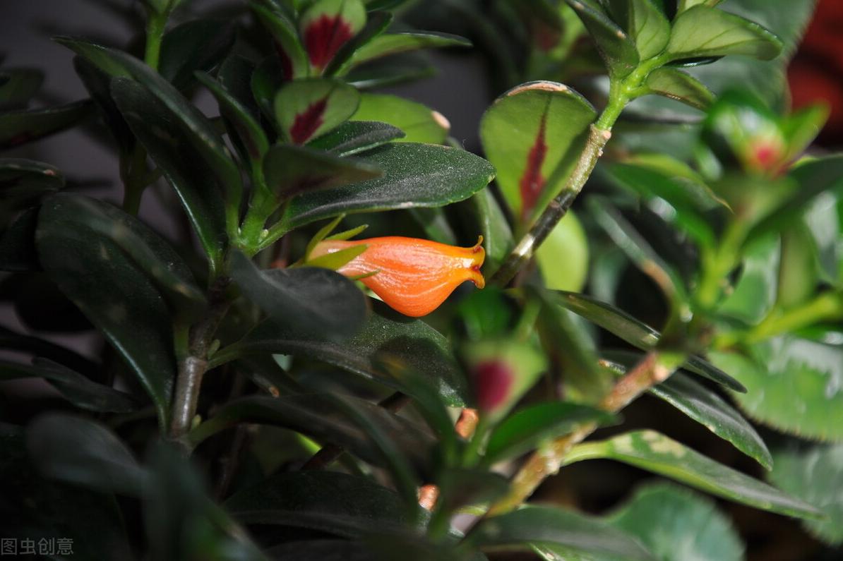 很旺盛的金鱼吊兰怎么不开花呢,水培金鱼吊兰为啥光长叶子不开花