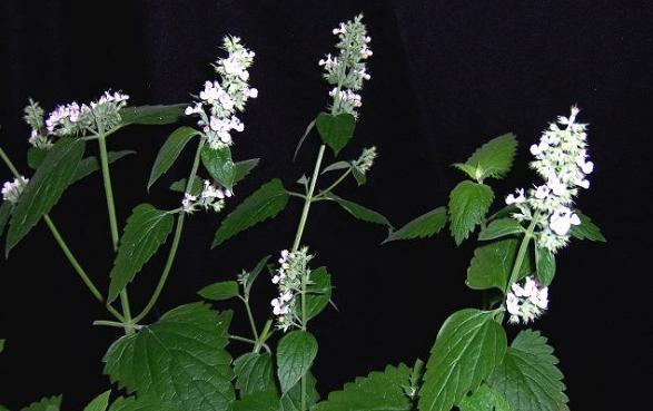 整合——28种青草药，赶快收藏备用！