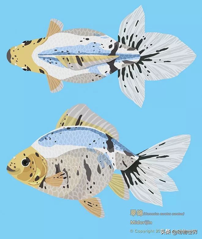 金鱼品种和金鱼图片,金鱼大体型的品种