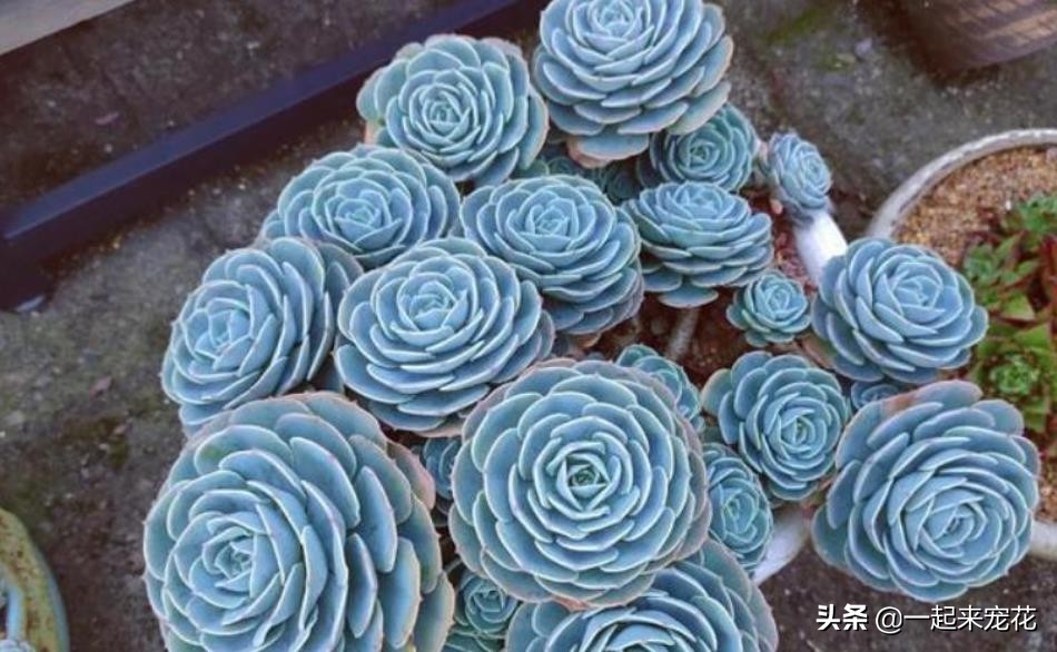 多肉玉蝶可以长多大,多肉玉蝶怕晒吗