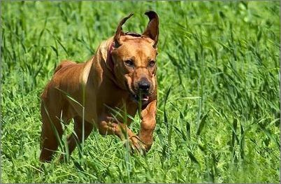 世界上所有的狗品种图片,世界最名贵的狗前十名及其简介