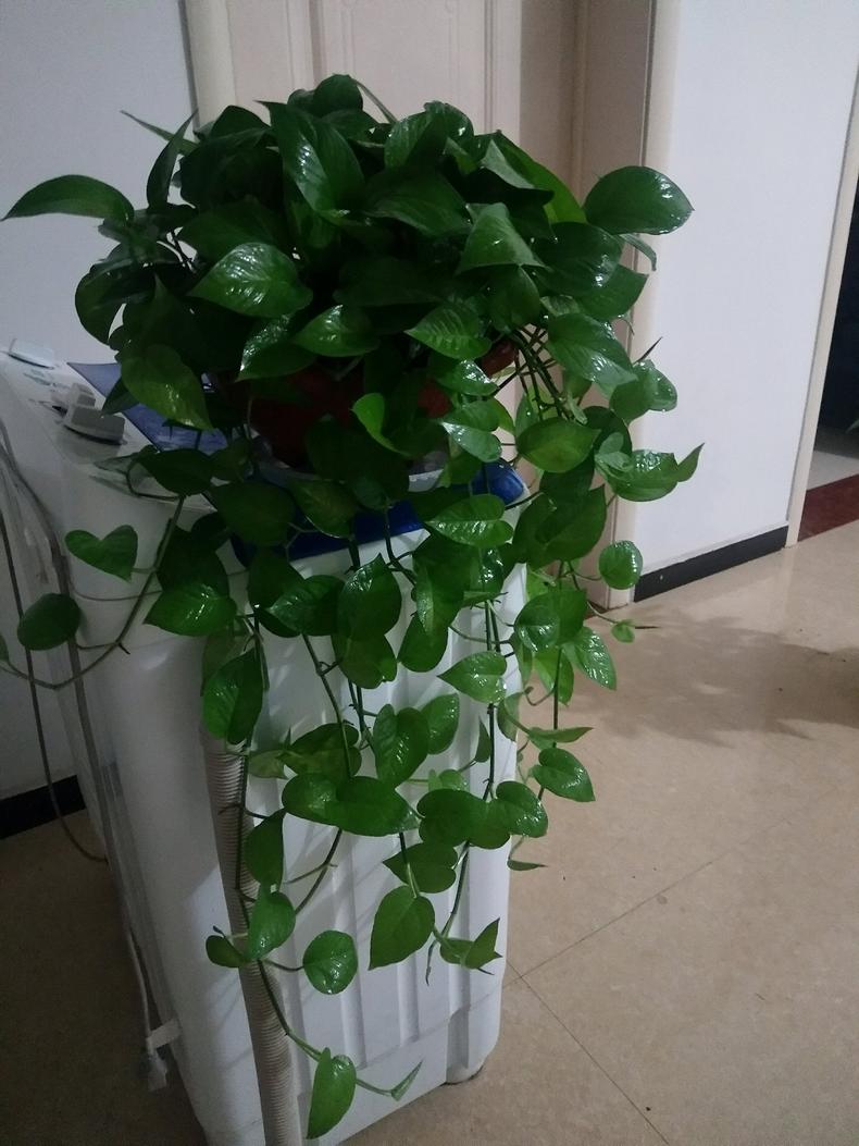 绿萝叶子变黄怎么养才能更旺盛,养的绿萝这几天叶子黄了怎么处理