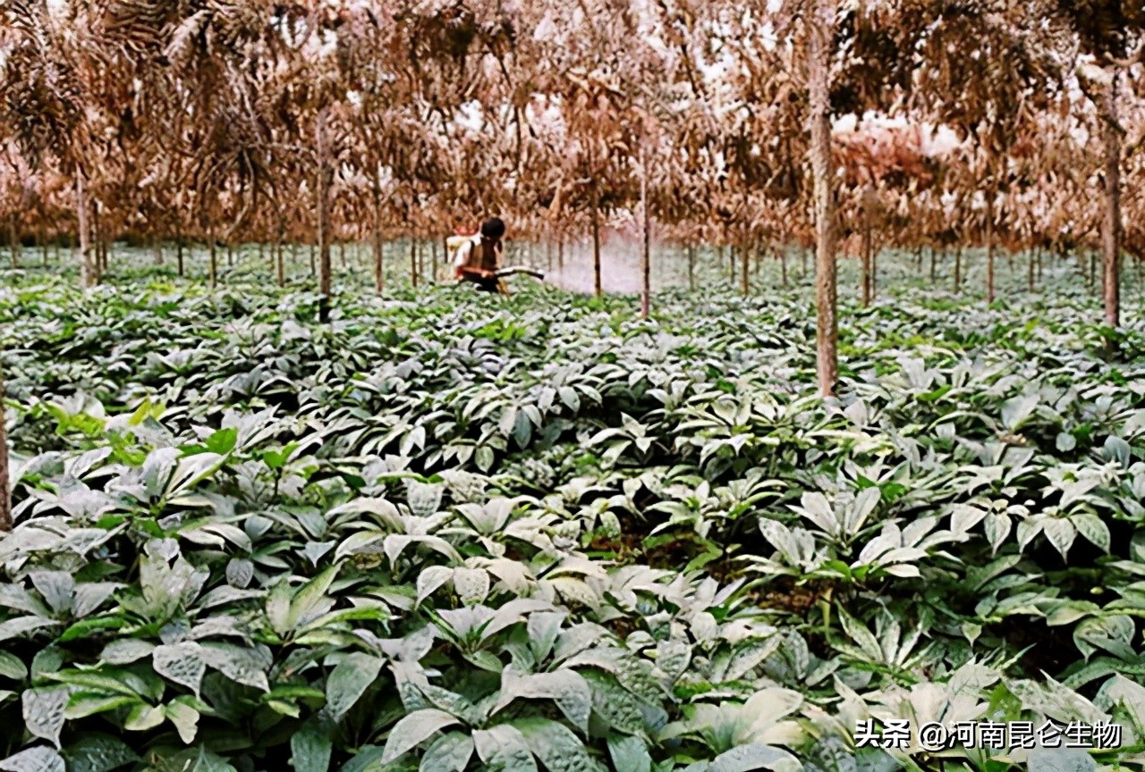 三七死苗烂根怎么治？三七重茬根腐用什么药好？三七黄叶病的防治