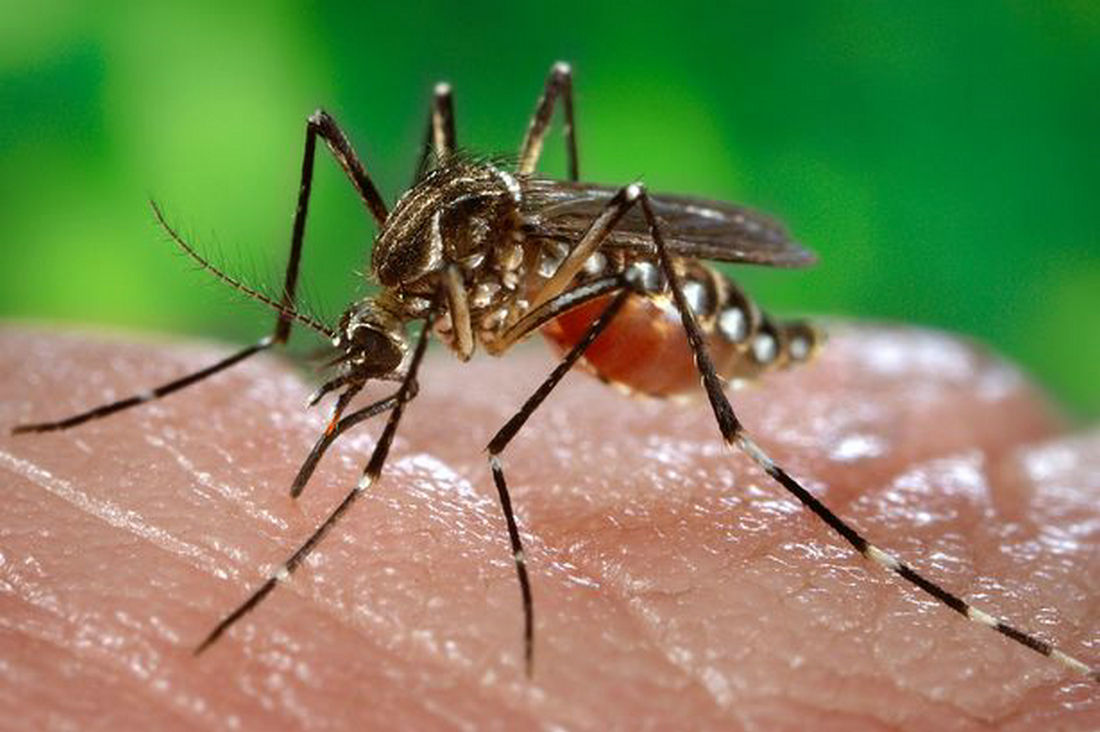 神奇材料石墨烯的新用途：纳米内衬材料可以防止蚊虫叮咬