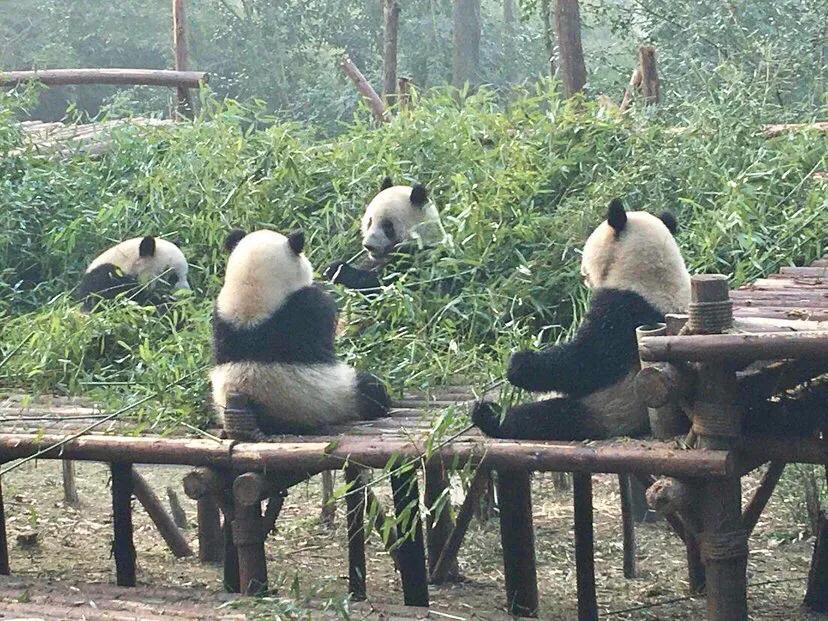 四川成都新津最新网红打卡景点,成都网红打卡景点免门票