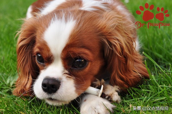 普安特：狗狗身体有臭味的原因一定要看