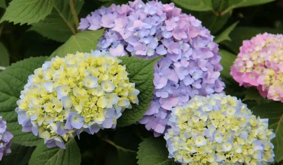 绣球修剪后发芽叶子枯萎,修剪绣球后浇水出现了伤流怎么办