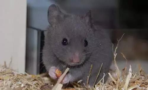 仓鼠的种类习性详细介绍,仓鼠有哪些亚种种类