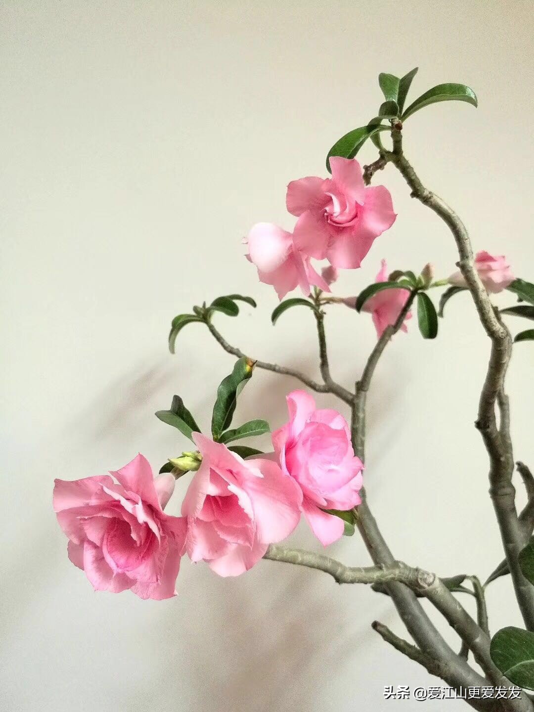 沙漠玫瑰怎么养怪根,沙漠玫瑰初恋怎么养