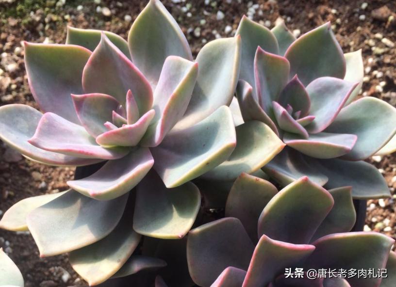 雾里看花——韩国初恋和韩彩莲身世成谜，它们会是同一种多肉吗？