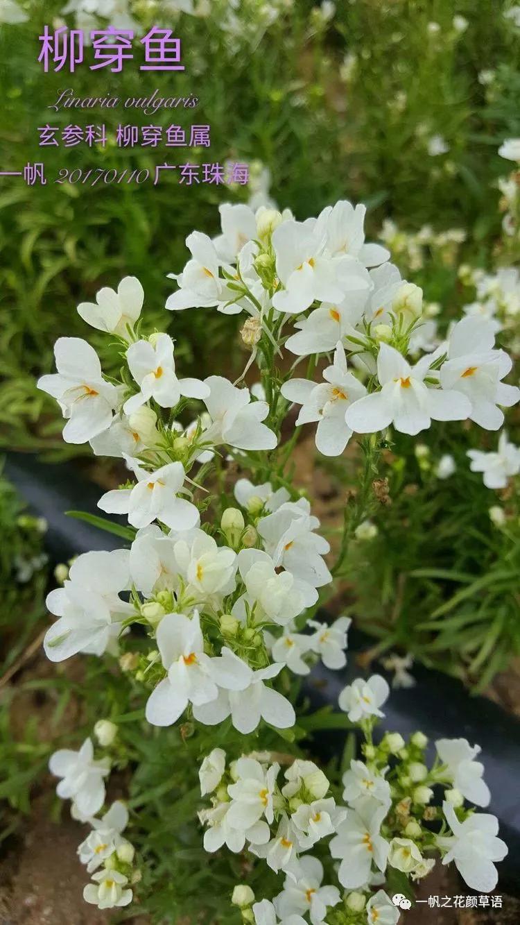 金鱼草的简介,金鱼草的地径