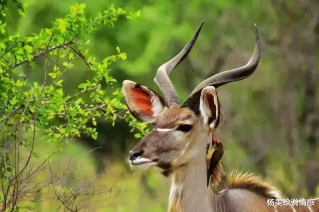 残忍！这9种带血文玩太血腥！碰了小心坐牢
