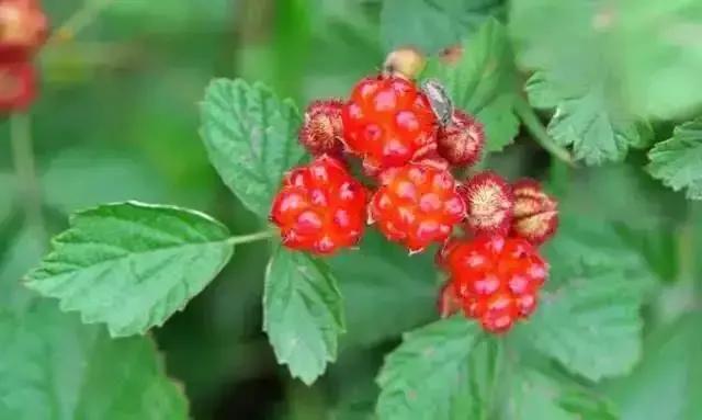 农村山上野果野菜多,农村山上最好吃的水果六种